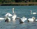 Schwan59