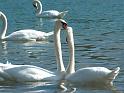 Schwan60