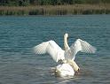 Schwan61