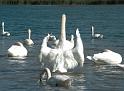 Schwan62
