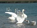 Schwan63