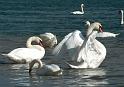 Schwan64