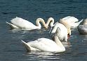 Schwan66