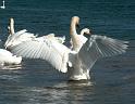 Schwan67