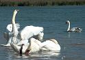 Schwan68