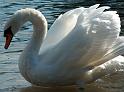 Schwan69