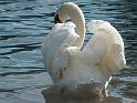 Schwan70
