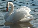Schwan71