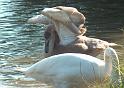 Schwan72