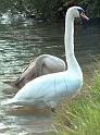 Schwan73