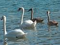 Schwan74