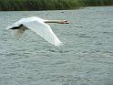 Schwan76