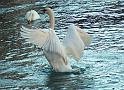 Schwan77jpg