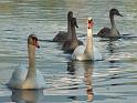 Schwan78jpg