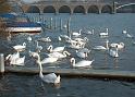 Schwan80