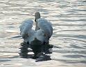 Schwan81