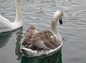 Schwan82