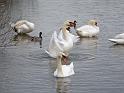 Schwan83