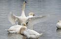 Schwan85