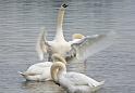 Schwan86