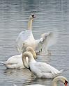 Schwan87