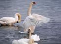 Schwan91