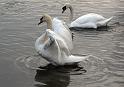 Schwan94