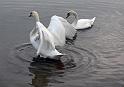 Schwan95