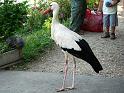 Storch107