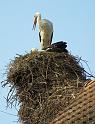 Storch15