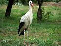 Storch47