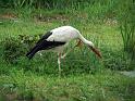 Storch49