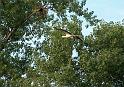 Storch81