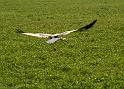 Storch98