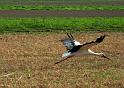 Storch99