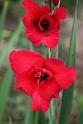 Gladiole016