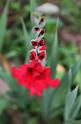 Gladiole017