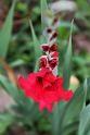 Gladiole018