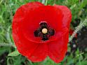 Mohn02