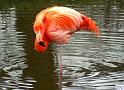 Flamingo22