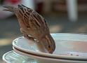 Spatz01