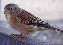 Spatz02