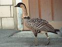 Vogel03